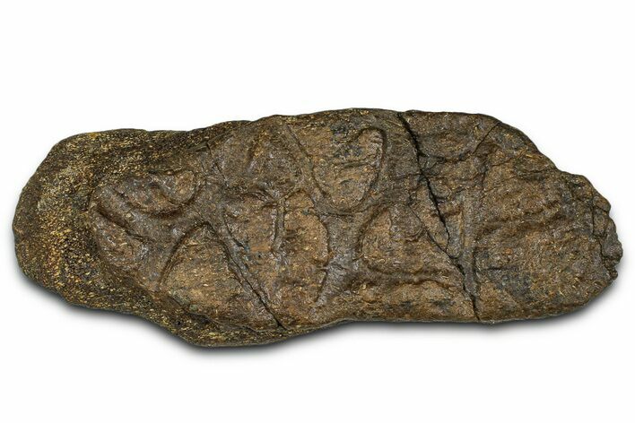 Dinosaur (Triceratops) Frill Shield/Skull Section - Wyoming #379896